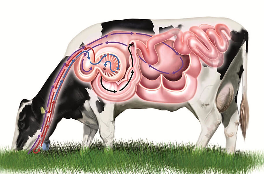 Причины и терапия диареи у взрослых коров